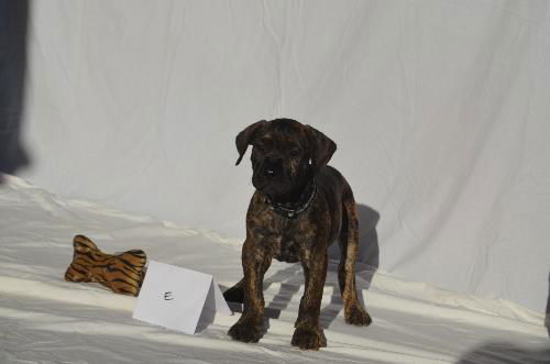 Male Cane Corso Pups (Shelby)