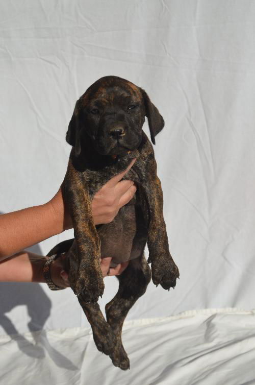 Female Cane Corso Pups (Shelby)