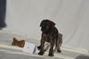 Female Cane Corso Pups (Shelby)