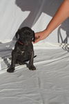 Female Cane Corso Pups (Shelby)