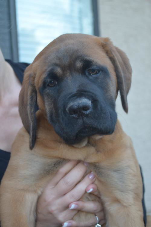 puppies have all been adopted!!!