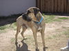 Jarred/Adoption Pending