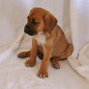 Puppy#9/ Rory/Adoption Pending