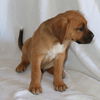 Puppy#9/ Rory/Adoption Pending