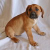 Puppy#9/ Rory/Adoption Pending