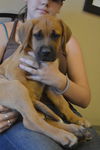 Puppy#9/ Rory/Adoption Pending