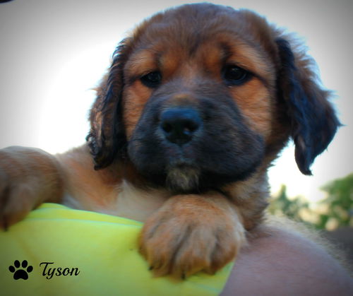 Puppy #11/Tyson