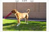 Conrad/Adoption Pending