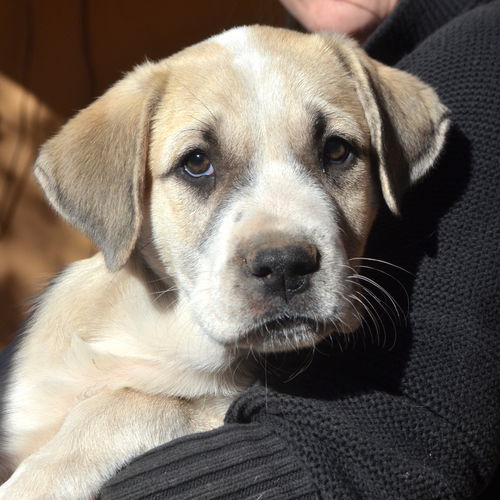 Puppy light tan/adoption pending