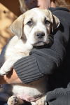 Puppy light tan/adoption pending