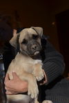 Puppy Fawn Female- ADOPTED