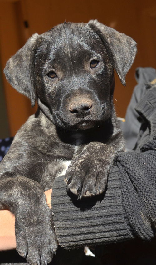 Puppy brindle male- adopted