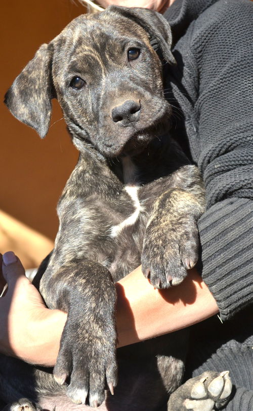 Puppy brindle female- ADOPTED