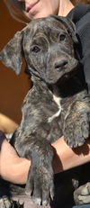 Puppy brindle female- ADOPTED