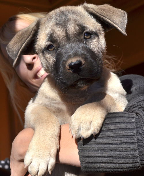 Puppy Fawn Male/adoption pending