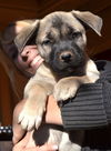 Puppy Fawn Male/adoption pending