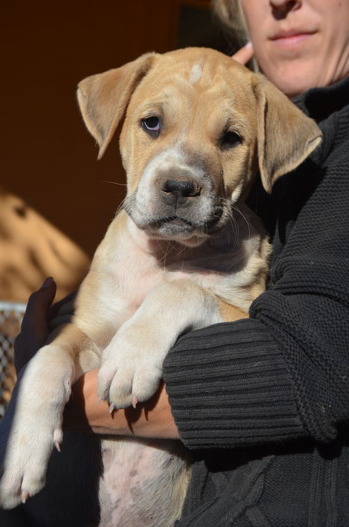 Puppy Dark Tan- ADOPTED