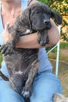 Fila female brindle puppy