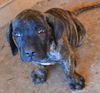 Fila female brindle puppy