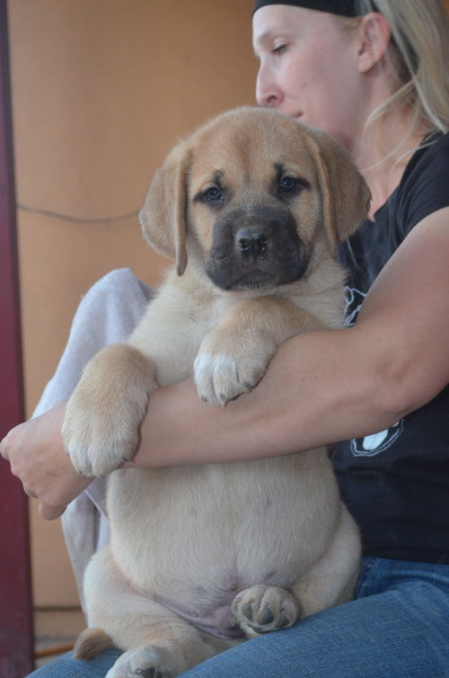 puppy Tugboat