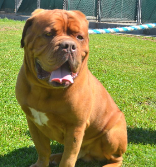 Max- ADOPTION