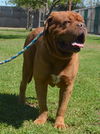 Max- ADOPTION