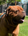 Max- ADOPTION