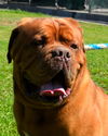 Max- ADOPTION