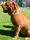 Max- ADOPTION