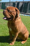 Max- ADOPTION