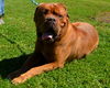 Max- ADOPTION