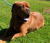 Max- ADOPTION