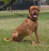 Bram Adopted