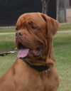 Bram Adopted