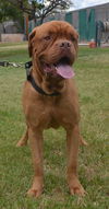 Bram Adopted