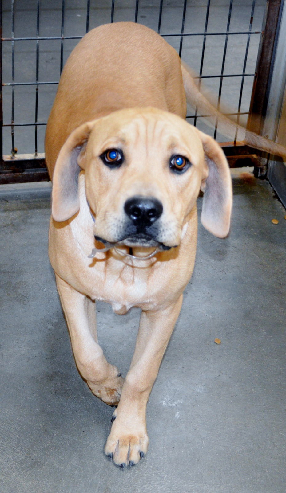 Dog for Adoption - Yellow Lab male X (yng), a Yellow Labrador Retriever ...