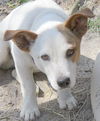 Junior
