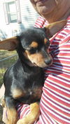 Tipper