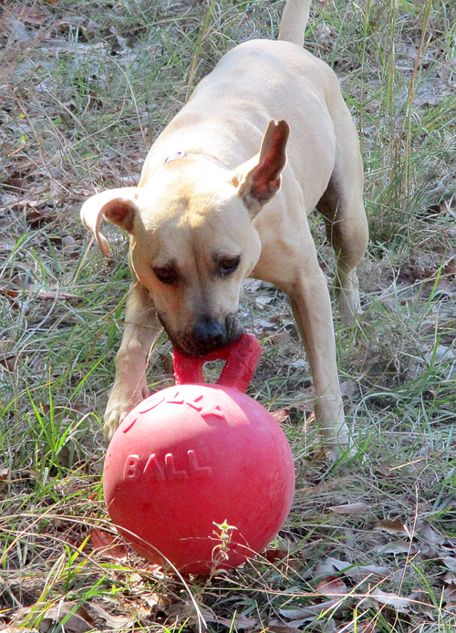 Gilley, an adoptable Labrador Retriever in Camden, SC
