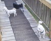 Poppy & Daisy