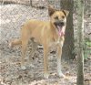 adoptable Dog in , SC named Turk