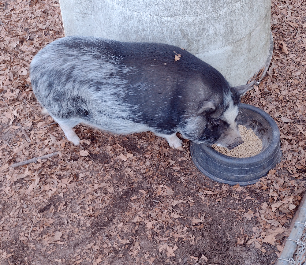 adoptable Pig in Camden, SC named Miss Piggy