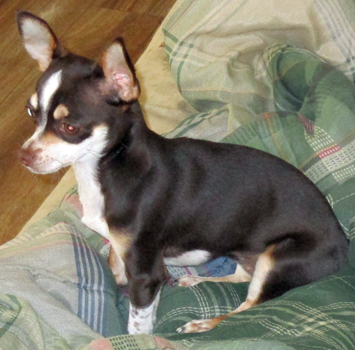 Daphne