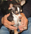 Daphne