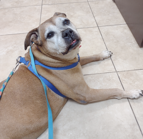picture of the dog needing adoption