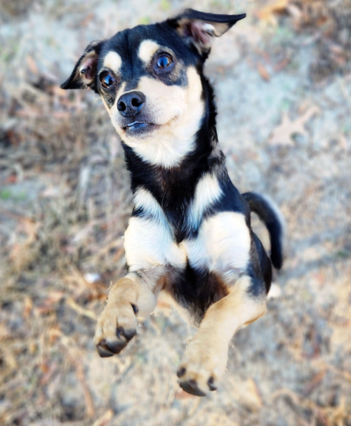 Juniper, an adoptable Chihuahua in Camden, SC