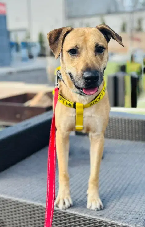 Rufus - Anatolian Shepherd