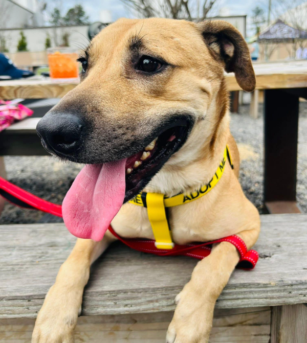 Rufus