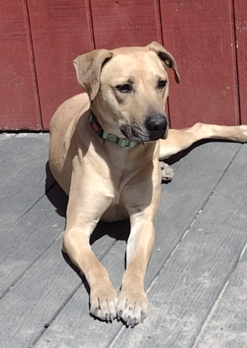 Rufus, an adoptable Labrador Retriever in Camden, SC