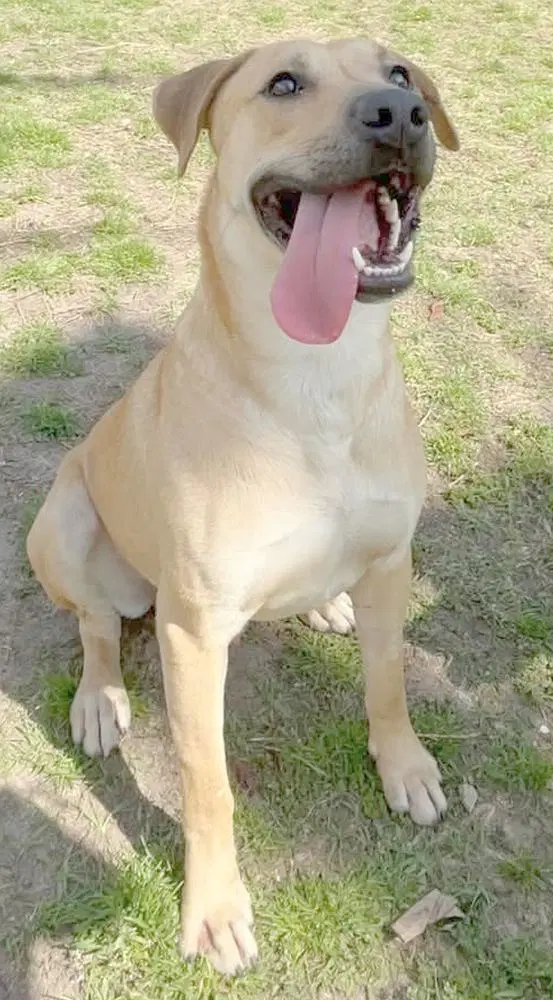 Rufus image 3